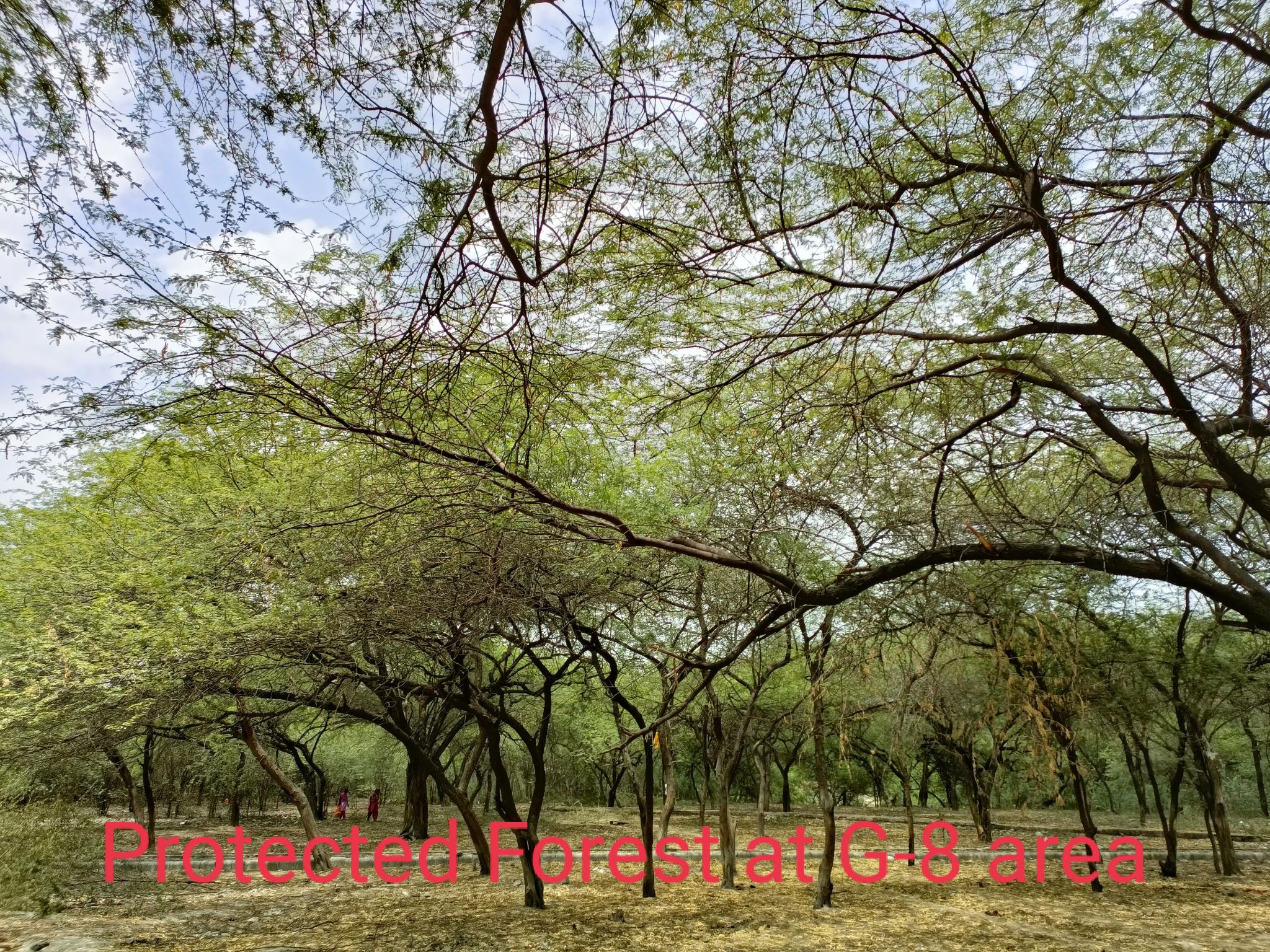 G8 Harinagar and Rajaouri garden
