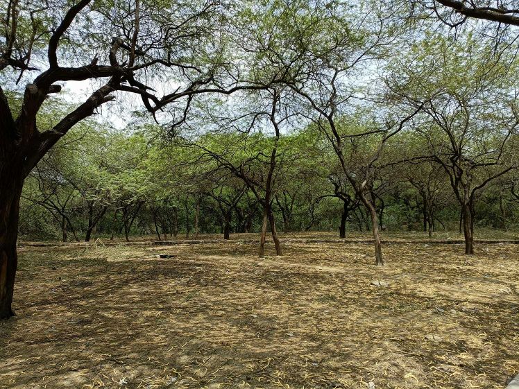 G8 Protected Forest