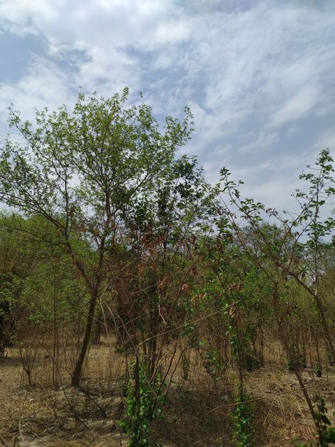 G8 Protect Forest - I