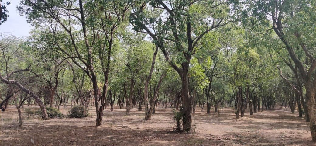 Sayed Nangloi Protected Forest