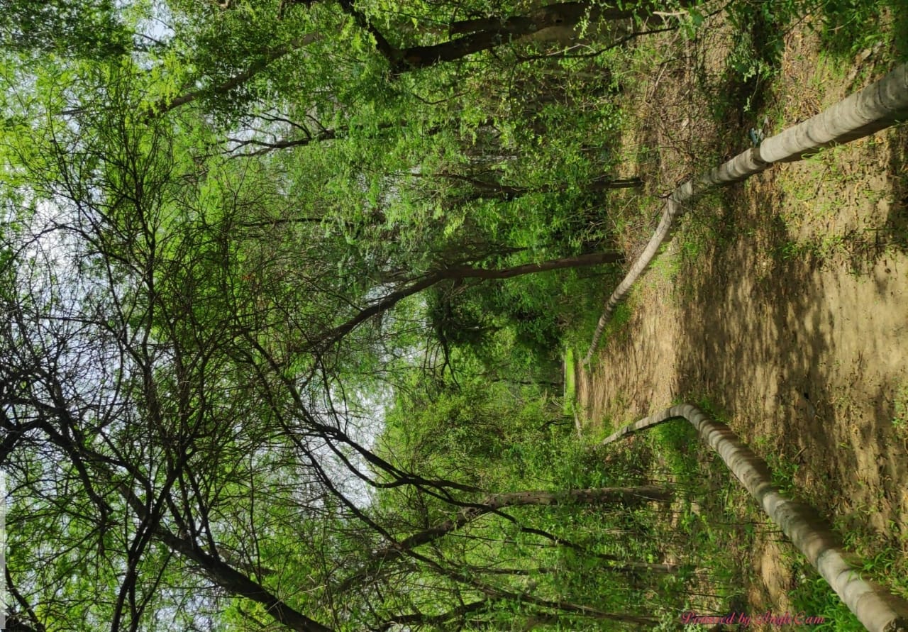 Jahapanah City Forest - I
