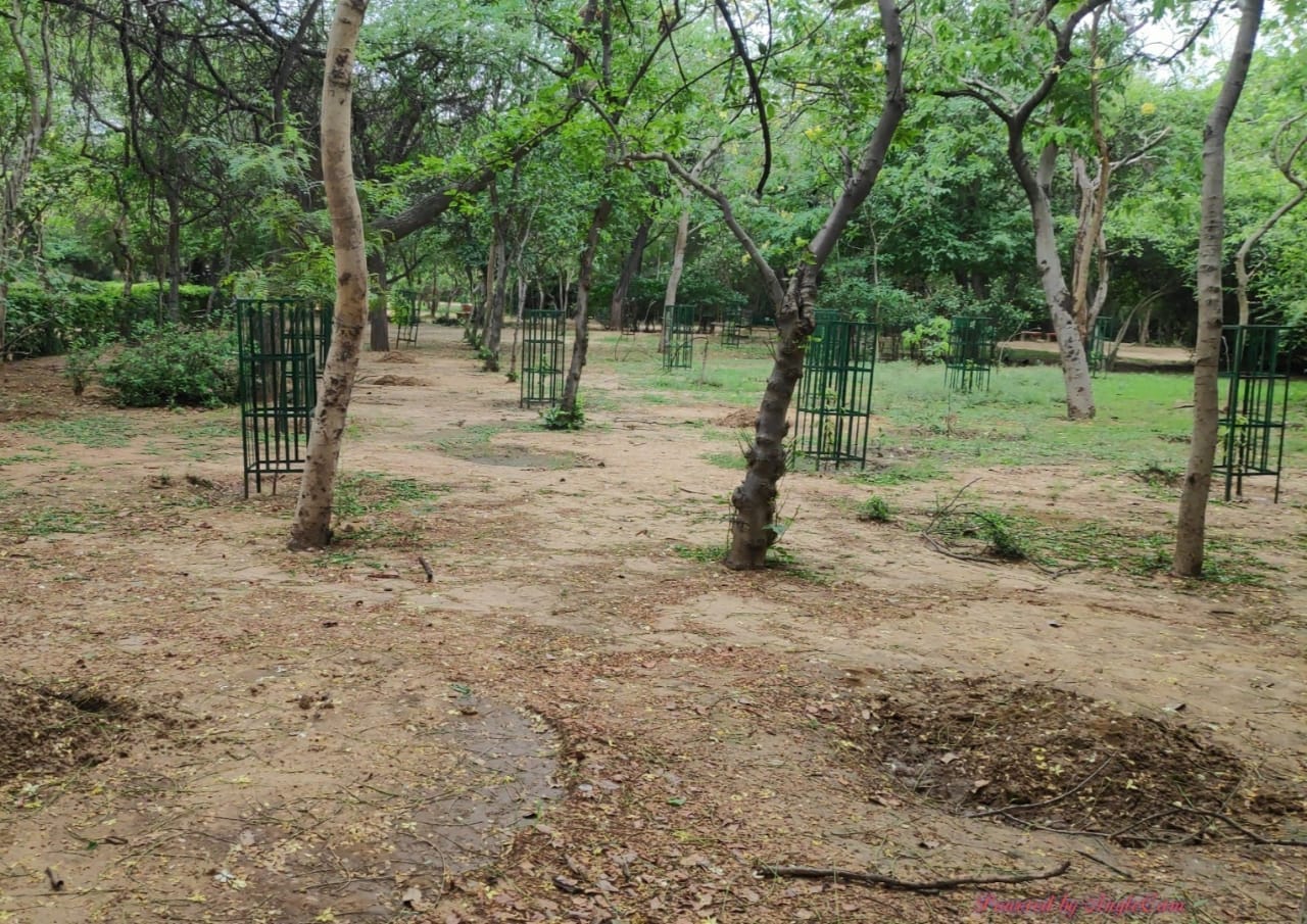 Jahapanah City Forest - II