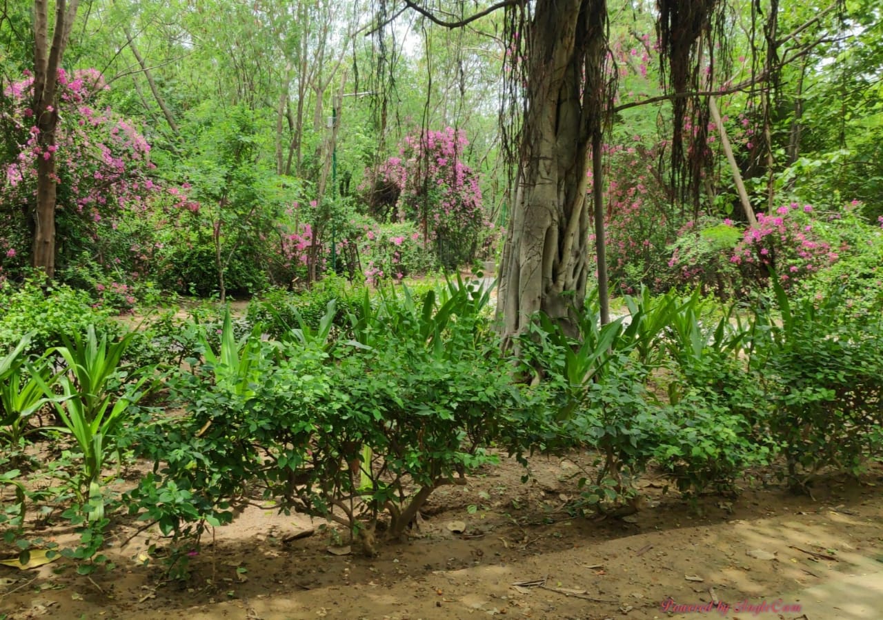 Jahapanah City Forest