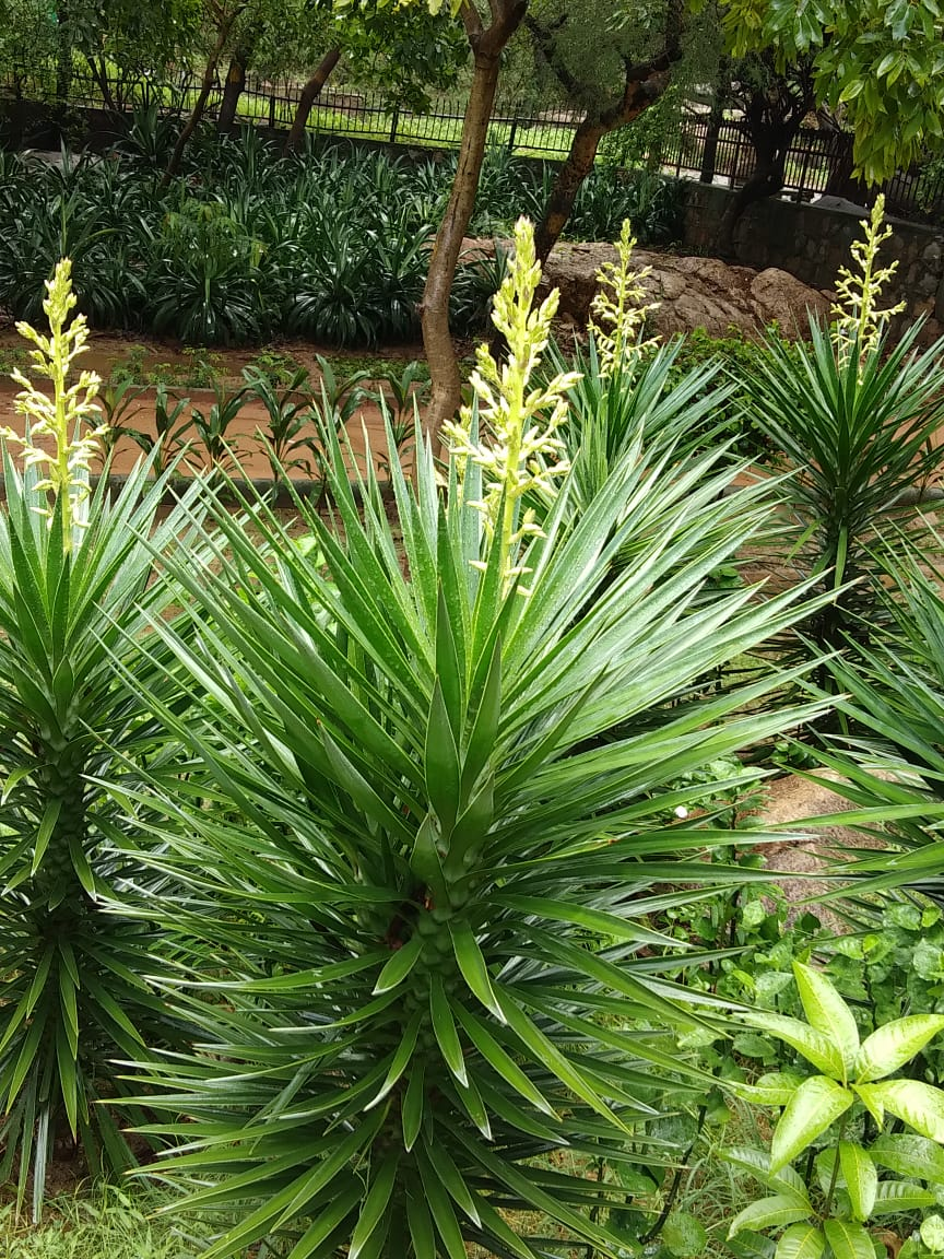 Cactus Garden
