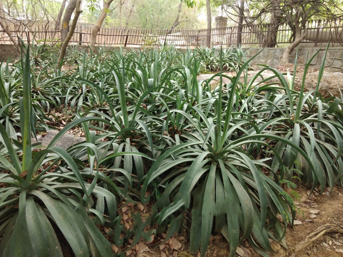 Kamal Cactus