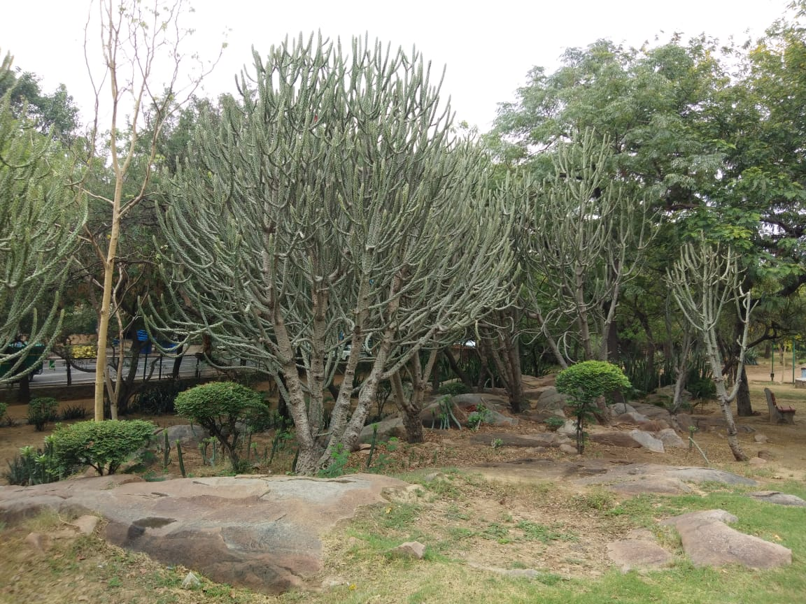 Cactus Garden