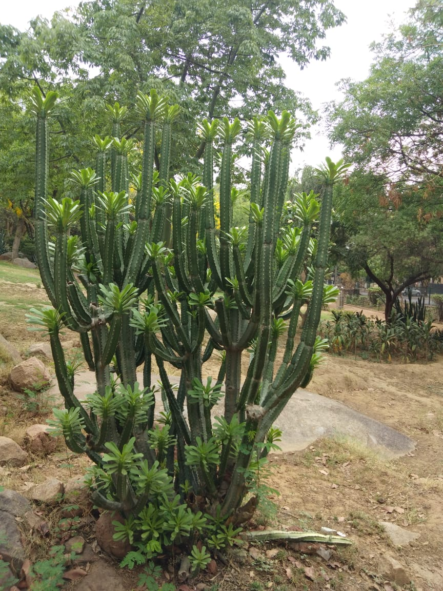Cactus Garden