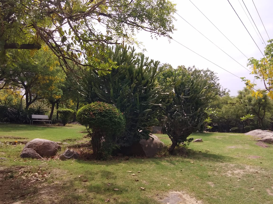 Cactus Garden