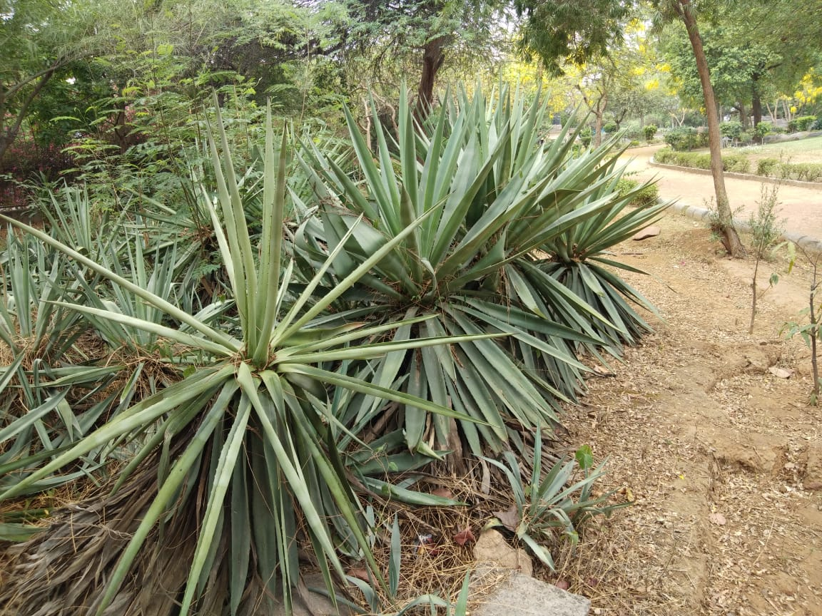 Cactus Garden