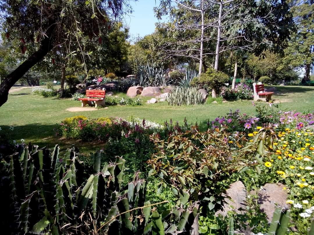 Cactus Garden