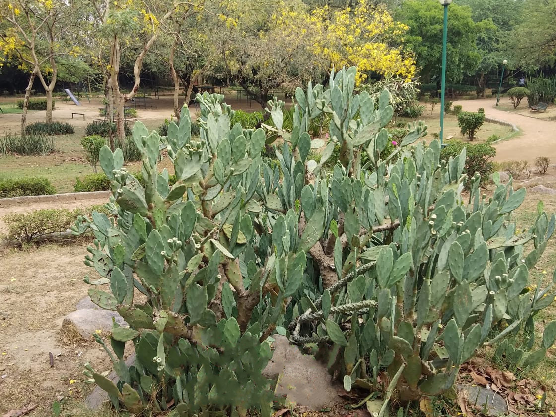 Prickly Pear (Opuntia)