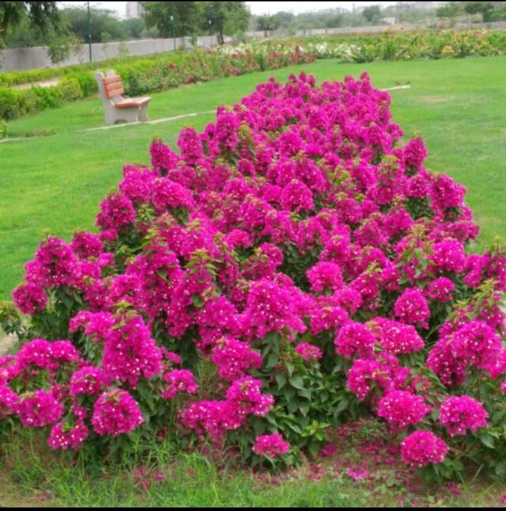 Bougainvillea Garden