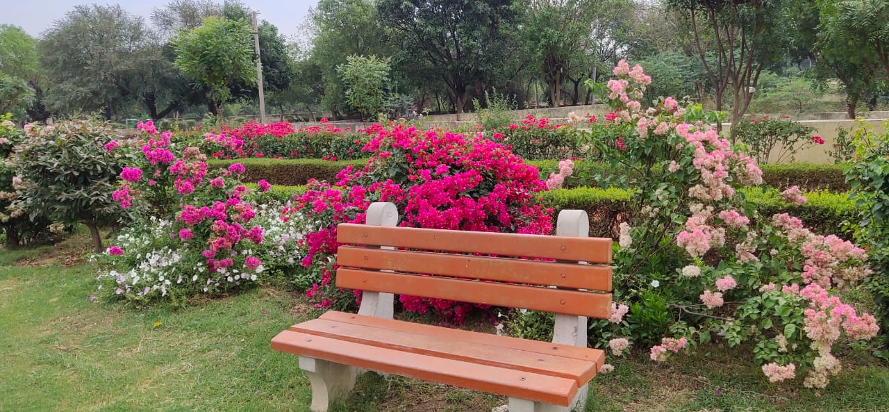 Bougainvillea Garden