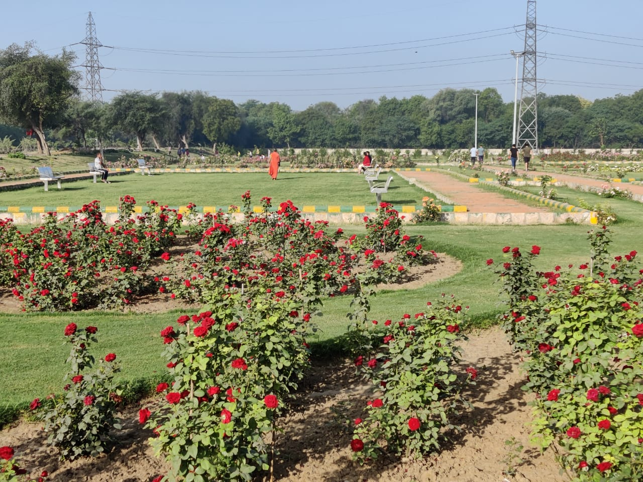 Rose Garden