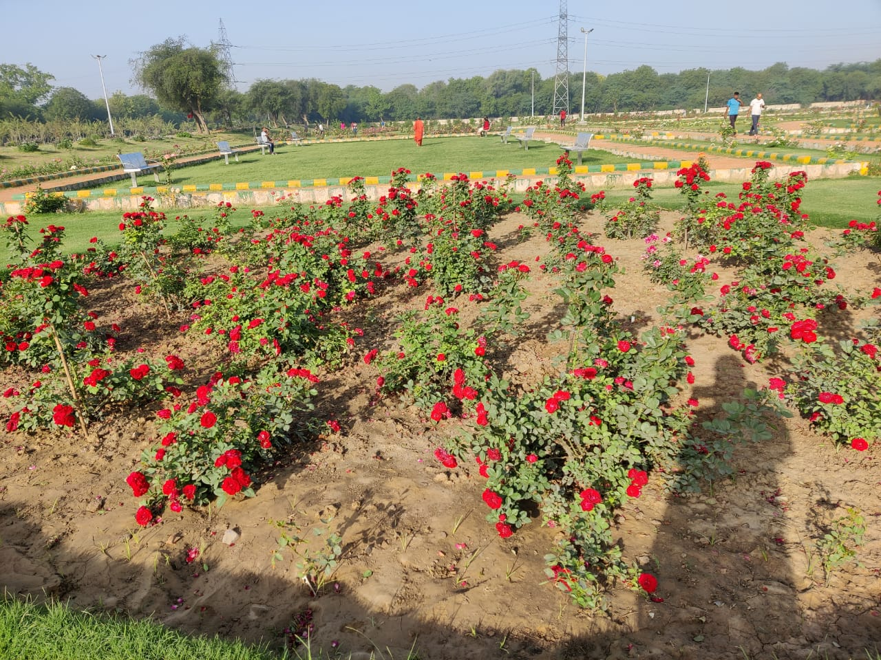 Rose Garden