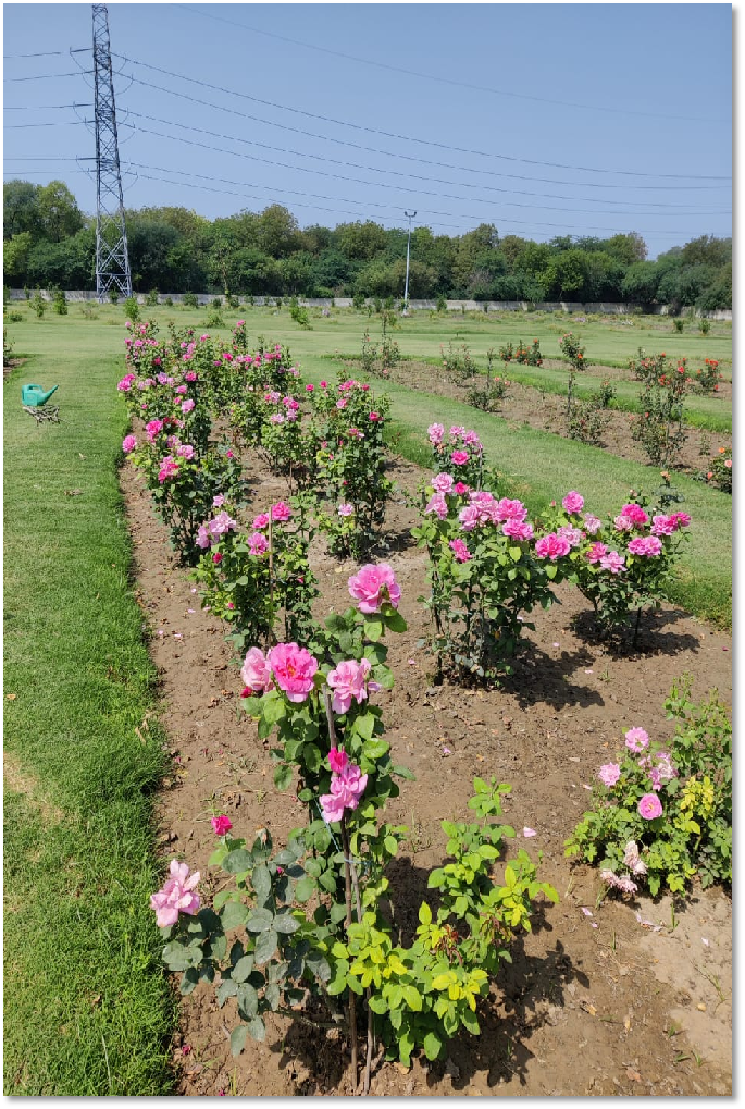 Rose Garden