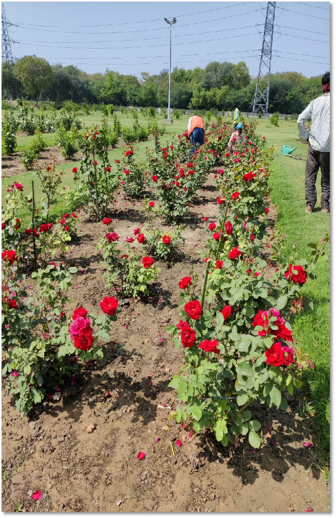Rose Garden
