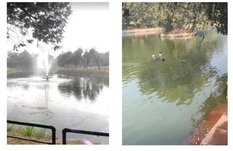 अशोक पार्क, न्यू फ्रेंड कॉलोनी और प्रसाद नगर झील