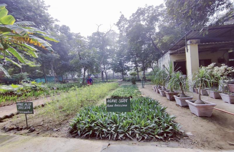 Nursery at B Block Paschim Puri