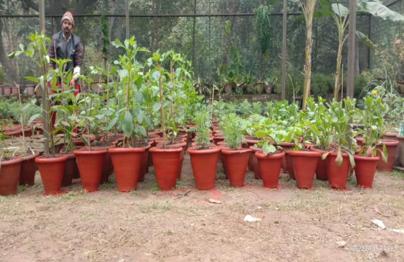 Nursery at Distt Park Ram Bagh, Shalimar Bagh