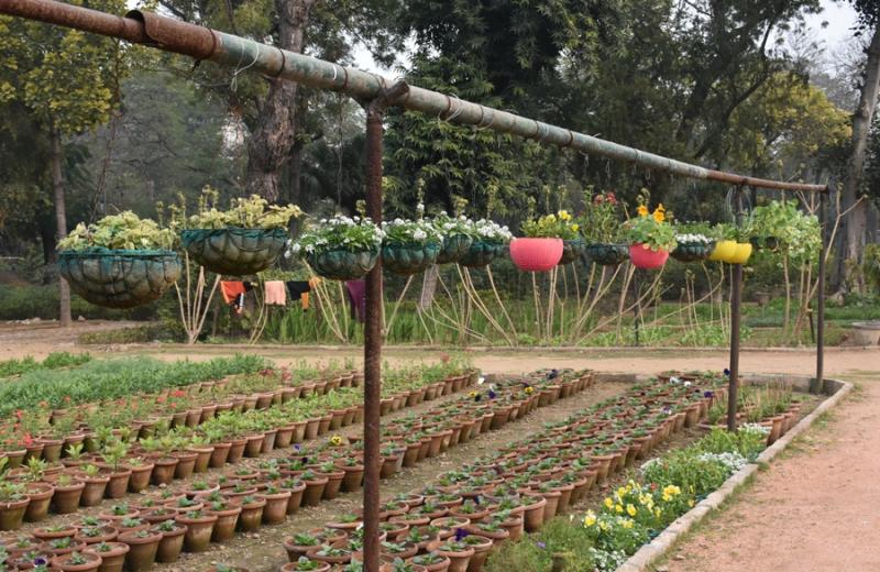 Sapna Nursery, East of Kailash