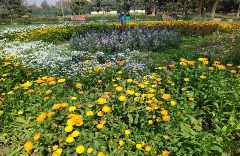 सत्या पार्क, नारायण