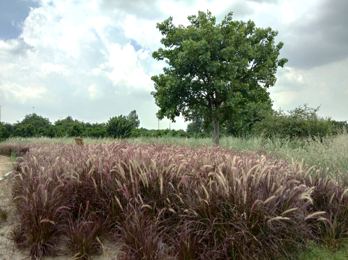 ECOLOGICAL GREENS & RECLAIMED GREENS